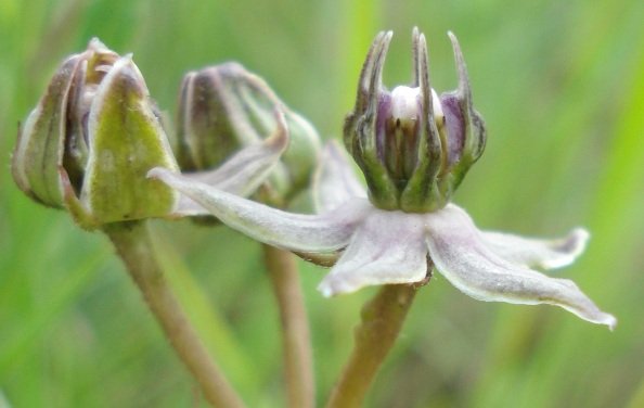 Asclepias gibba